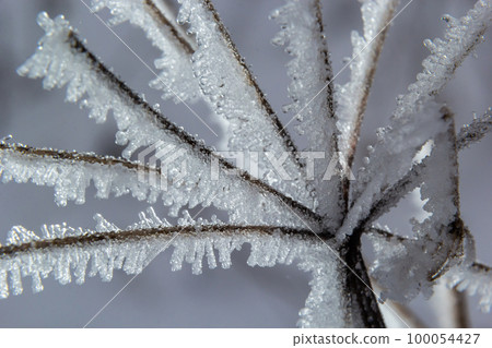 Frost on a branch, white frost crystals on a branch. Frosty foggy morning in winter, frosty weather 100054427