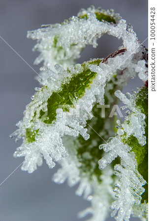 Autumn yellow leaf on a branch in frost needles. Morning frost. Rime. Late fall 100054428