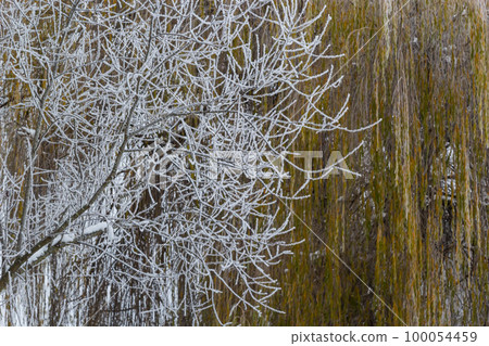 Weeping willow bombarded with ice fog. Frost on tree branches in frosty weather Weeping willow bombarded with ice fog. Frost on tree branches in frosty weather 100054459