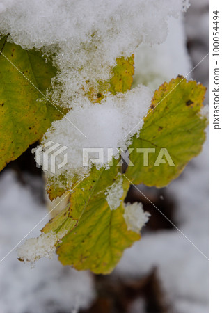 Autumn yellow leaves on tree branch covered on the snow. Winter Background, Winterized Leaves, closeup Autumn yellow leaves on tree branch covered on the snow. Winter Background, Winterized Leaves, closeup 100054494