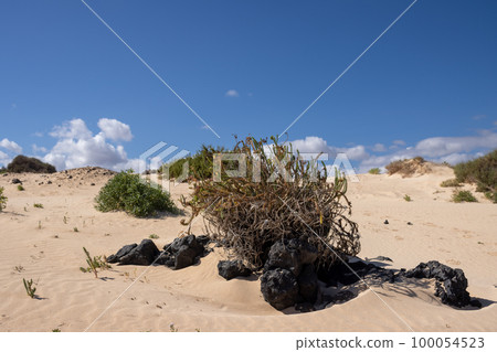 Sand dunes and plants, Corralejo, Fuerteventura 100054523