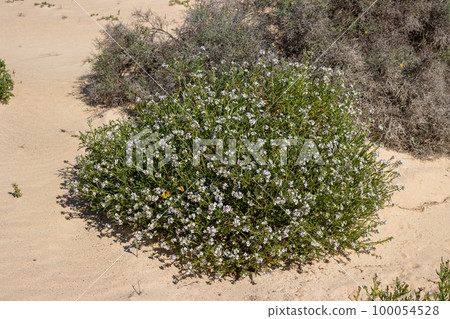 Blooming plant in a desert, Fuerteventura Blooming plant in a desert, Fuerteventura 100054528