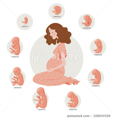 Pregnant woman and baby embryos at different stages of development. The concept of medicine and healthcare. Illustration, vector 100054589