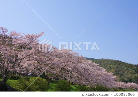 Awa City, Tokushima Prefecture: Rows of cherry blossom trees in Miyagawauchi Park 100055066