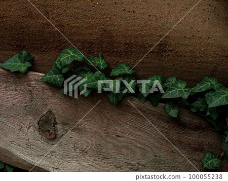 Natural green ivy leaves on turquoise painted wooden wall background. Creative wallpaper, website backdrop for design. 100055238