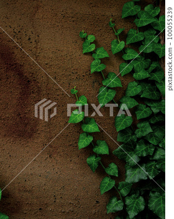 Natural green ivy leaves on turquoise painted wooden wall background. Creative wallpaper, website backdrop for design. Natural green ivy leaves on turquoise painted wooden wall background. Creative wallpaper, website backdrop for design. 100055239