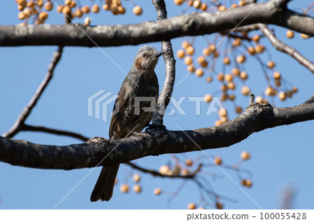 吃堅果的野鳥 100055428