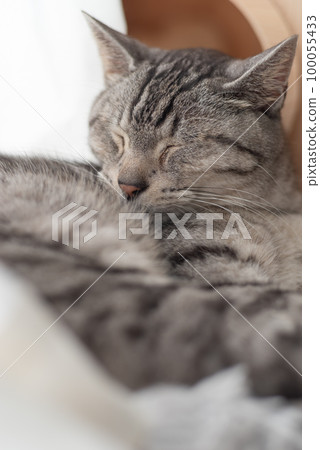 Sleeping cat Sabatra cat Sleeping cat Sabatra cat 100055433