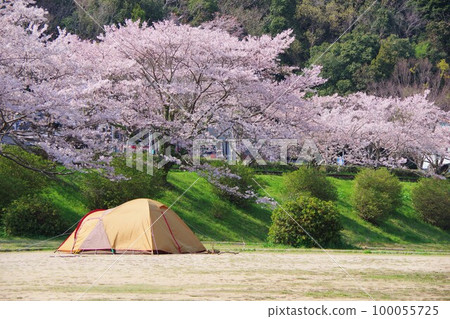 在櫻花下露營 100055725