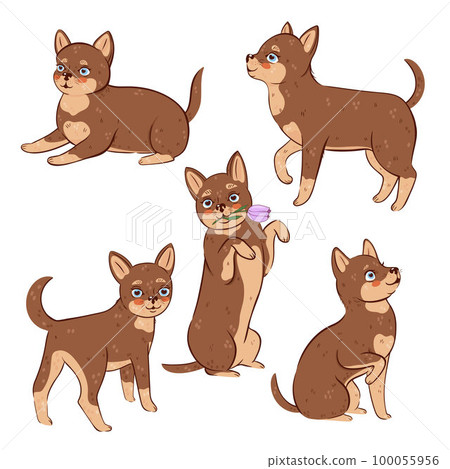 Set of cute chihuahua dogs isolated on white background. Vector graphics. 100055956