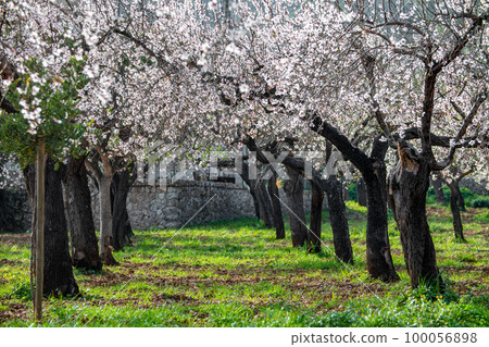 Blossoming almond trees in Majorca, Mallorca, Balearic Islands, Spain, Europe 100056898