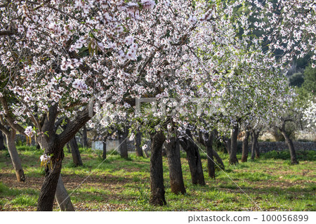 Blossoming almond trees in Majorca, Mallorca, Balearic Islands, Spain, Europe 100056899