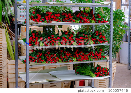 bouquets of fresh-cut tulips for sale are on the shelves before being shipped to the store. 100057446