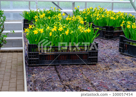yellow daffodils the first spring flowers are grown in a greenhouse 100057454