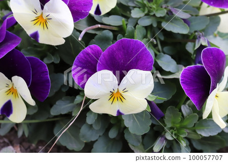 White and purple double-colored viola flowers blooming in an early spring garden in Japan White and purple double-colored viola flowers blooming in an early spring garden in Japan 100057707