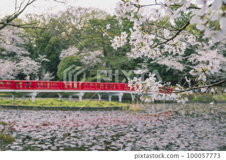埼玉縣埼玉市岩槻城公園的櫻花和八橋 埼玉縣埼玉市岩槻城公園的櫻花和八橋 100057773
