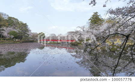 埼玉縣埼玉市岩槻城公園的櫻花和八橋 埼玉縣埼玉市岩槻城公園的櫻花和八橋 100057776