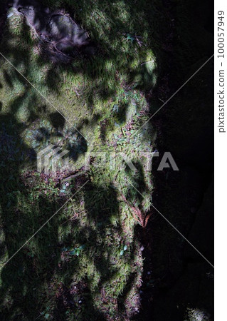 苔蘚在地上 苔蘚在地上 100057949