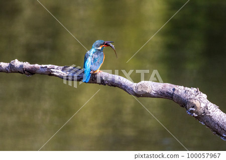 水元公園的翠鳥 100057967