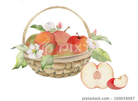 Hand drawn watercolor composition with apple fruits in basket, with branch and leaves, ripe, full and slices. Isolated on white background. Design for wall art, wedding, print, fabric, cover, card. 100058087