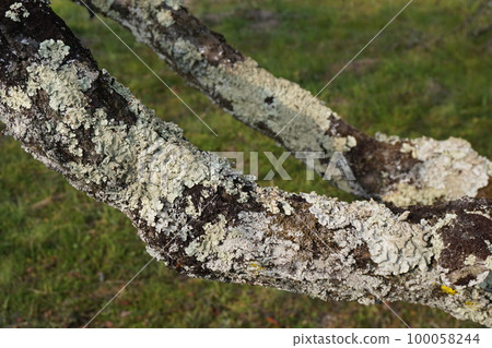 A lichen "Umenokigoke" on a plum branch 100058244