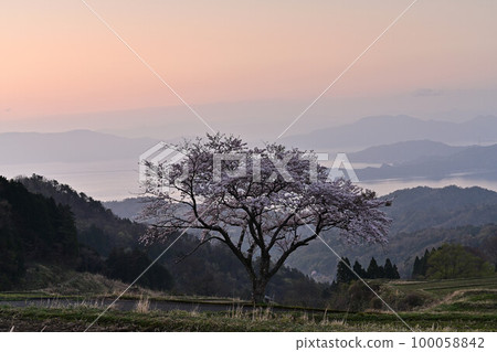 From one cherry tree in Matsuo From one cherry tree in Matsuo 100058842