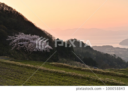 From one cherry tree in Matsuo From one cherry tree in Matsuo 100058843