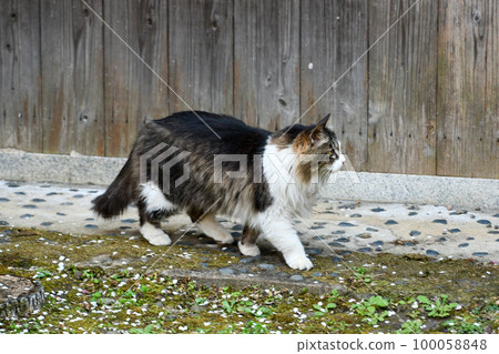 Cat Cat 100058848