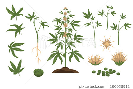 Cannabis plant. Green weed leaf and plant seeds, cartoon bundle of marijuana buds inflorescences, wild hemp foliage flat style. Vector isolated set 100058911
