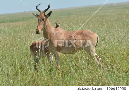 Harte beast 100059068