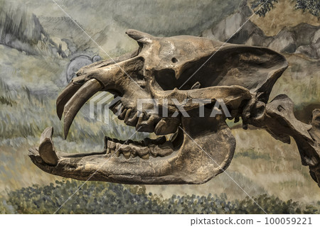 Fossil skull of extinct Astrapotherium magnum, Patagonia, Argentina. 100059221