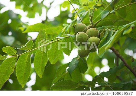 年輕的核桃(夏季,六月) 年輕的核桃(夏季,六月) 100059587