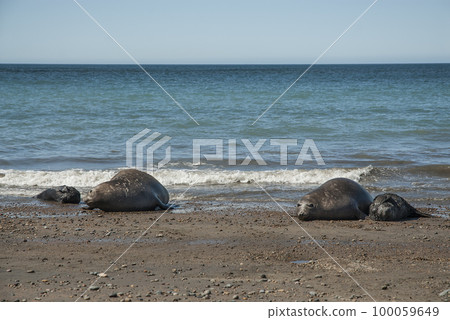 Femaales elephants seals and babys,  Patagonia, Argentina 100059649