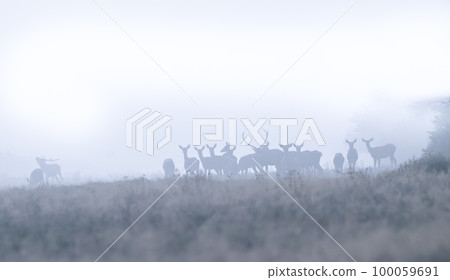 Red deer herd in the snow, La Pampa, Argentina. Red deer herd in the snow, La Pampa, Argentina. 100059691