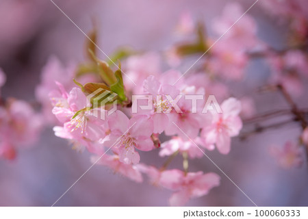 日文圖片“Kozu Sakura” 日文圖片“Kozu Sakura” 100060333
