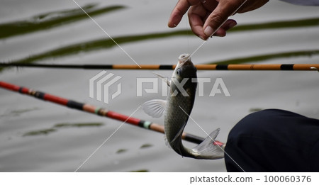 Herabuna fishing is the best when you catch it Herabuna fishing is the best when you catch it 100060376