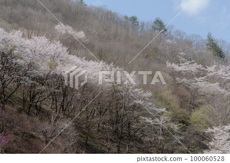 野生烏鴉 100060528