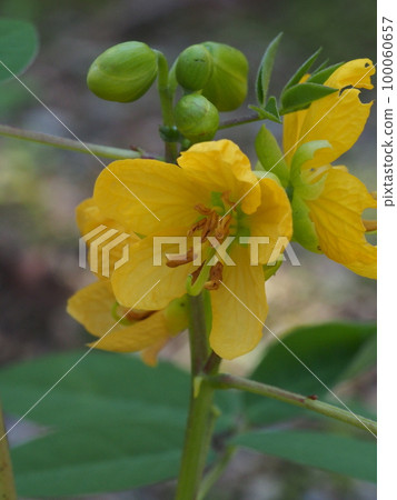 Yellow flower of hafuso Yellow flower of hafuso 100060657