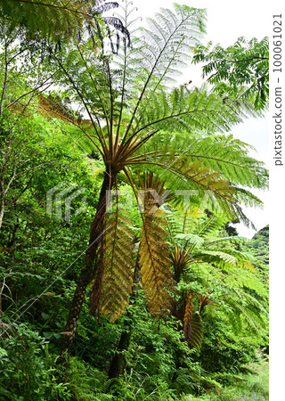 Lizardhead 100061021