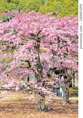 代代木公園早盛開的河津櫻花春天 代代木公園早盛開的河津櫻花春天 100062008