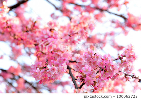 Yoyogi Park Early Blooming Kawazu Sakura Spring 100062722
