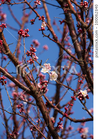 Kobai Kobai 100062840
