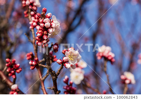 溫暖的春天 100062843