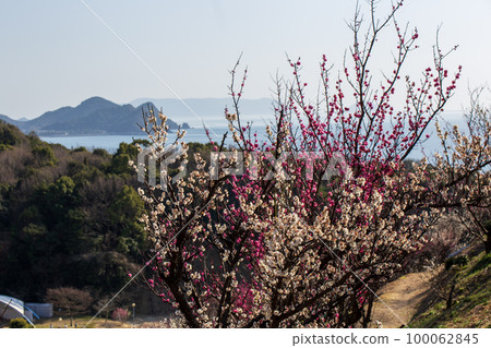 Spring of the plum garden Spring of the plum garden 100062845