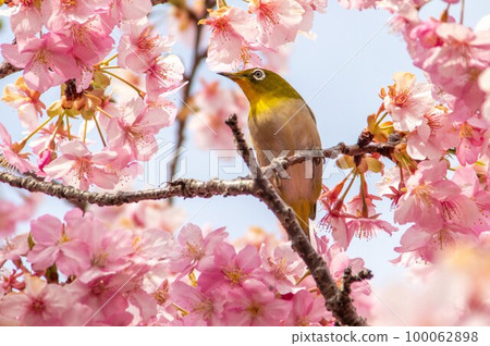 河津櫻花和可愛的白眼 100062898