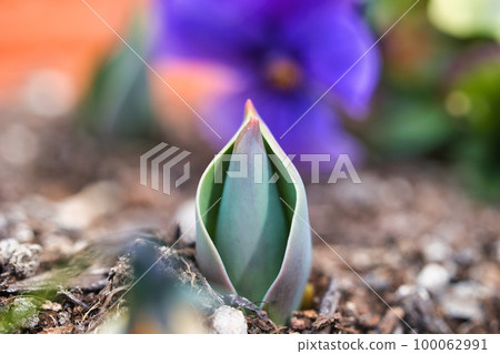 Tulip bulbs popping out of the soil in spring Tulip bulbs popping out of the soil in spring 100062991