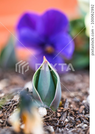 Tulip bulbs popping out of the soil in spring Tulip bulbs popping out of the soil in spring 100062992