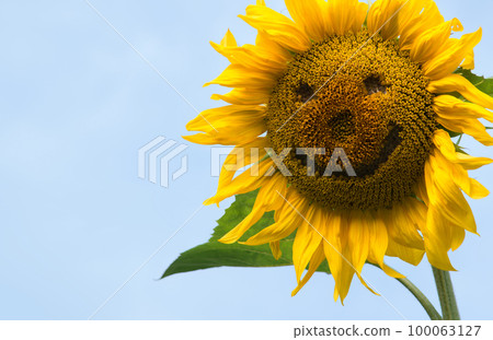 Cheerful sunflower in the field 100063127