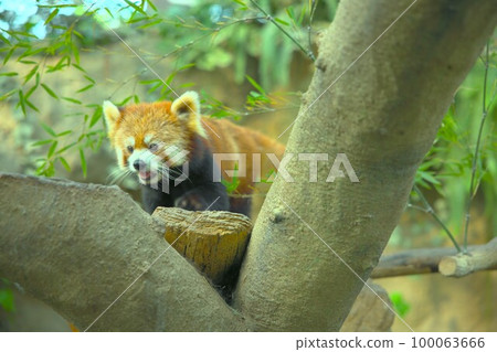 animals and more 100063666