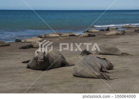 Male elephant seal, Peninsula Valdes, Patagonia, Argentina 100064000